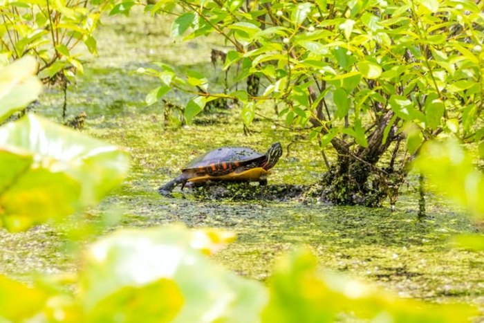 Noise pollution causes hearing loss in turtles