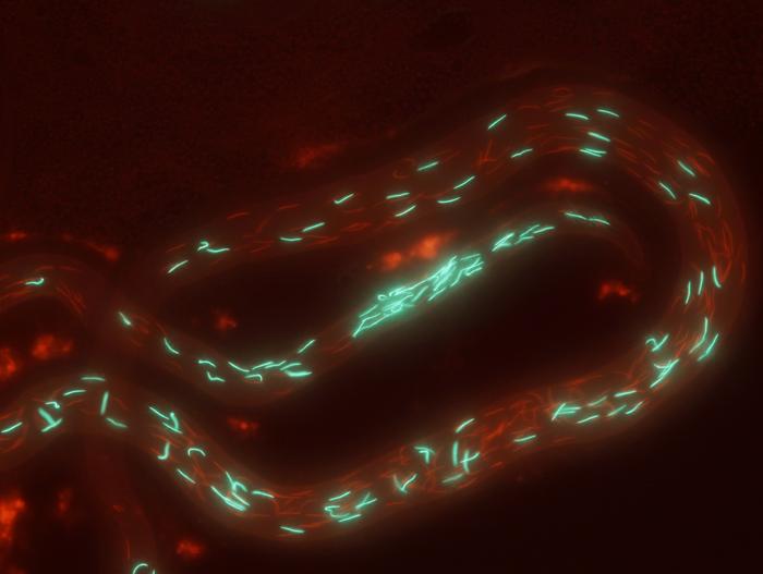 Fluorescently labeled sperm