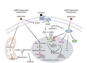 New therapeutic targets to fight type 2 diabetes