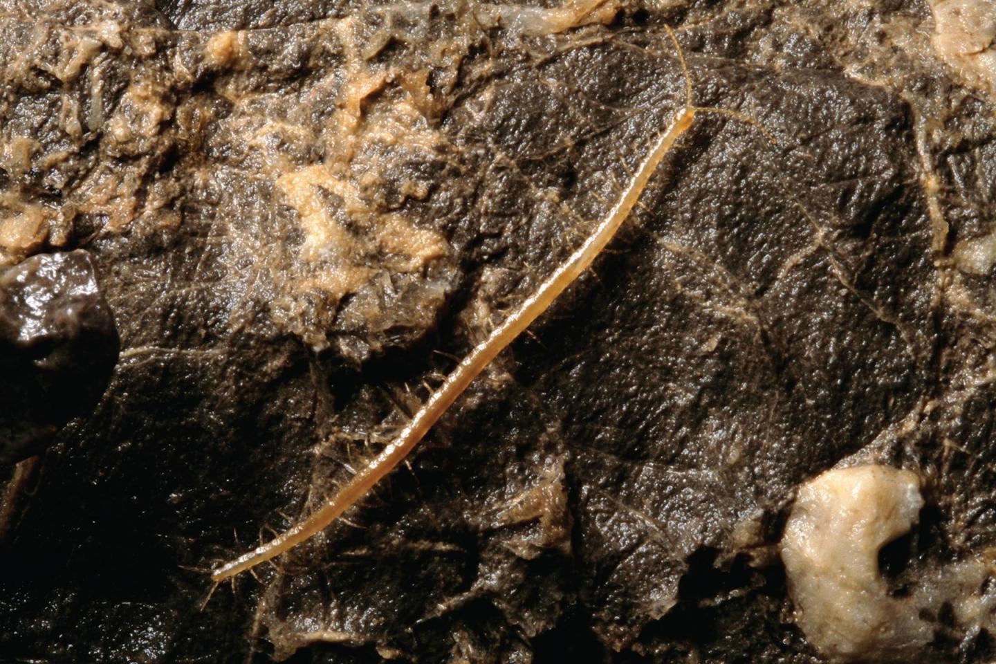 <i>Geophilus hadesi</i>