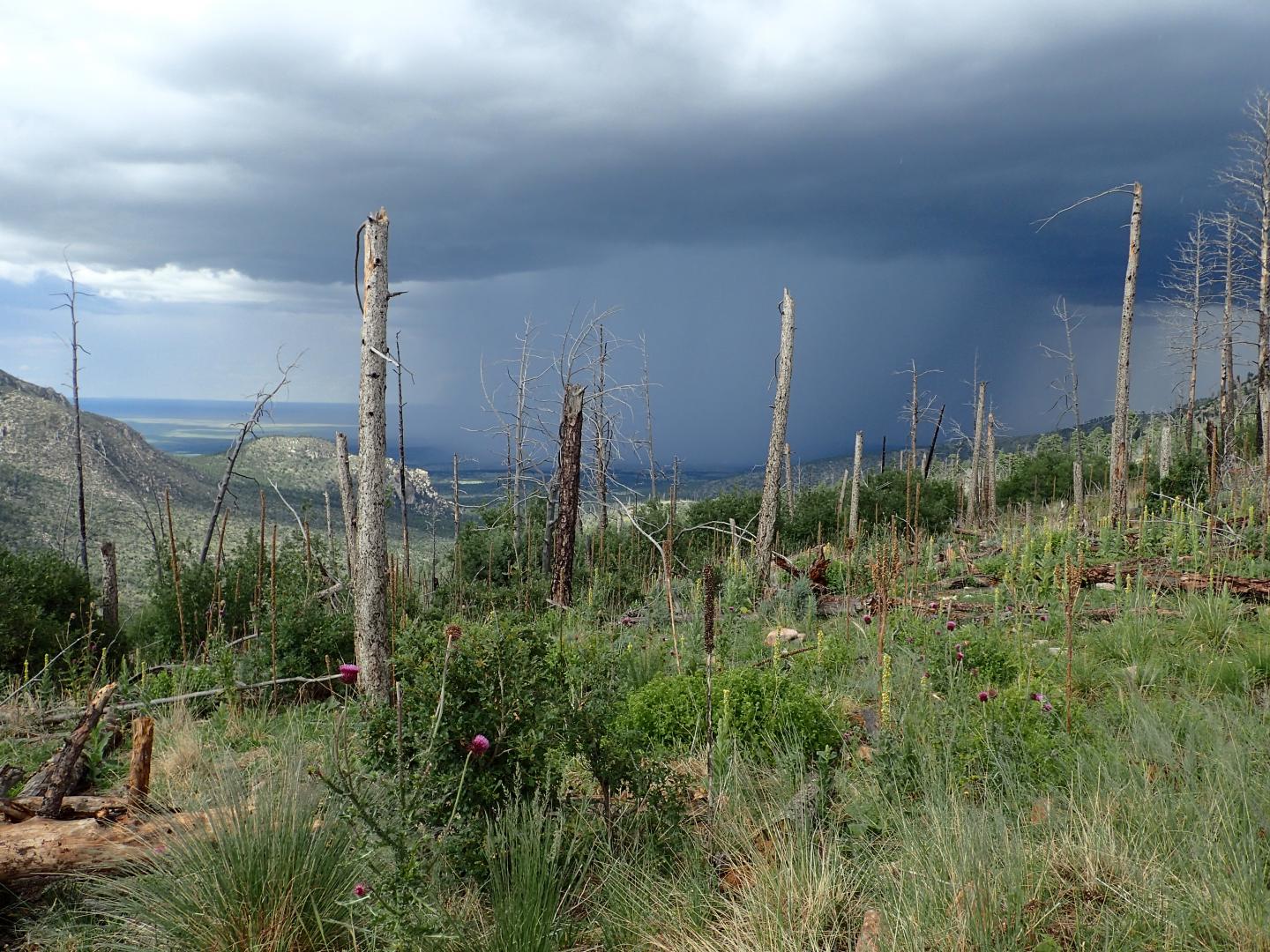 An Area Previously Dominated by Conifer Forest Is Dominated by Resprouting Shrubs, Grasses