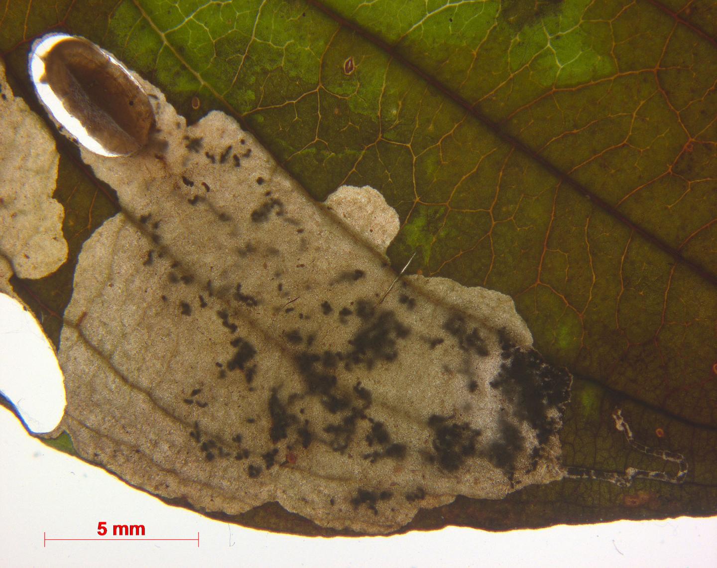 Leafmine of <i>Antispila treitschkiella</i>