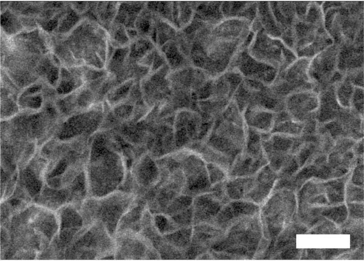 Electrode Structure (2 of 2)