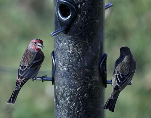 Male Finches