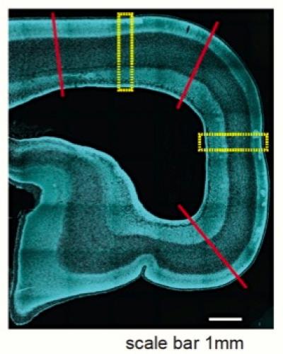 A Slice of the Visual Cortex from An Embryonic Day 80 Macaque Brain