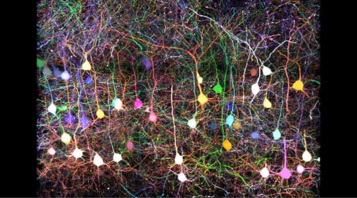 Super-multicolor labelling of neuronal circuits with seven fluorescent proteins