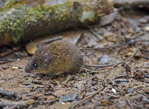 Live specimen of Neacomys marci in its natural habitat. Photo by Jorge Brito. Licence CC-BY 4.0 (2)