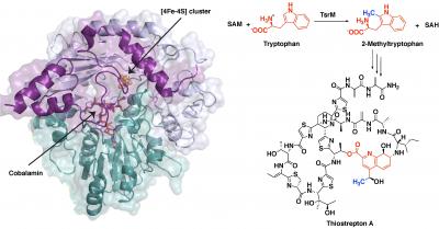 TsrM crystal structure and reaction