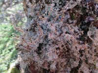 Lichen -- Old-Growth Forest