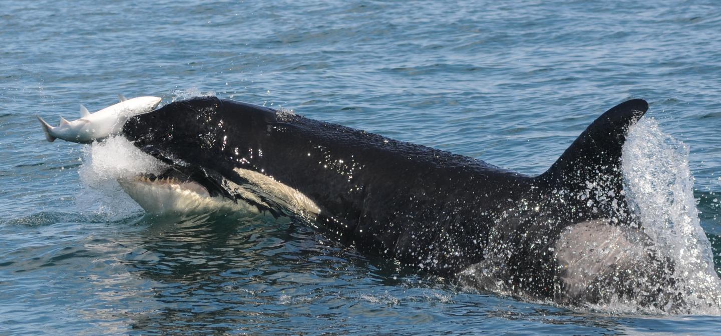 Southern Resident killer whale preys on salmon