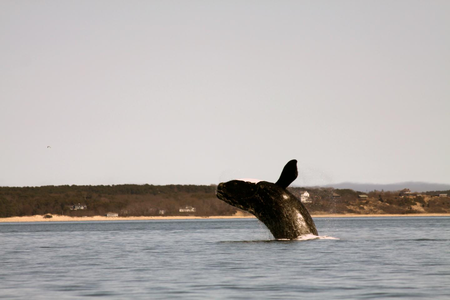 North Atlantic Right Whale