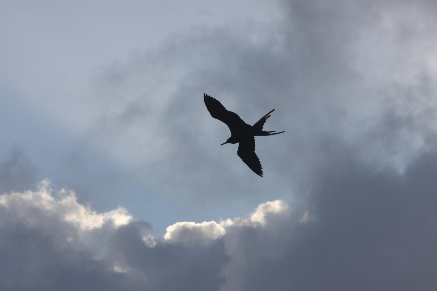 For Frigate Birds, Staying Aloft for Months is a Breeze (5 of 11)