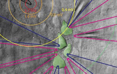 Weak Electrical Fields in the Brain Help Neurons Fire Together