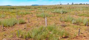 Success rate of restoration initiatives in the Cerrado