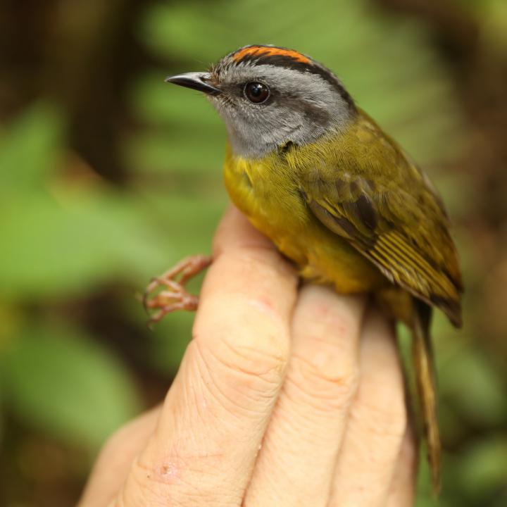 Russet-Crowned Warbler