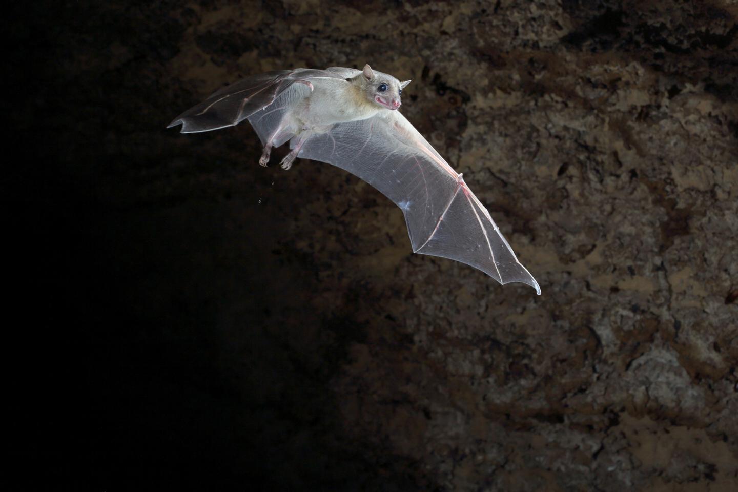 Baby Fruit Bats Mimic Mothers' Sounds (6 of 10)