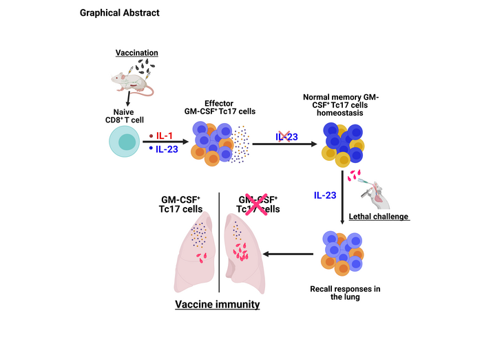 Graphical Abstract for Fungal Vaccine Study