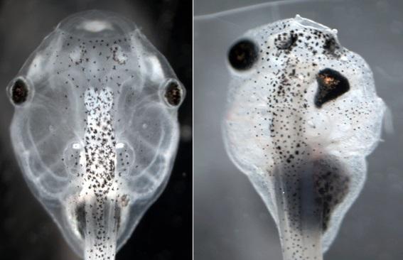 Faulty Bioelectric Signal Responsible for Rare Facial Defects