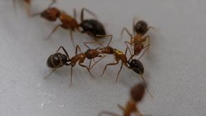 Woundcare in Camponotus floridanus