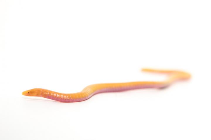 Sa&otilde; Tom&eacute; caecilian from northern part of island