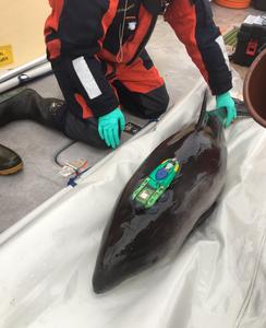 A porpoise getting tagged