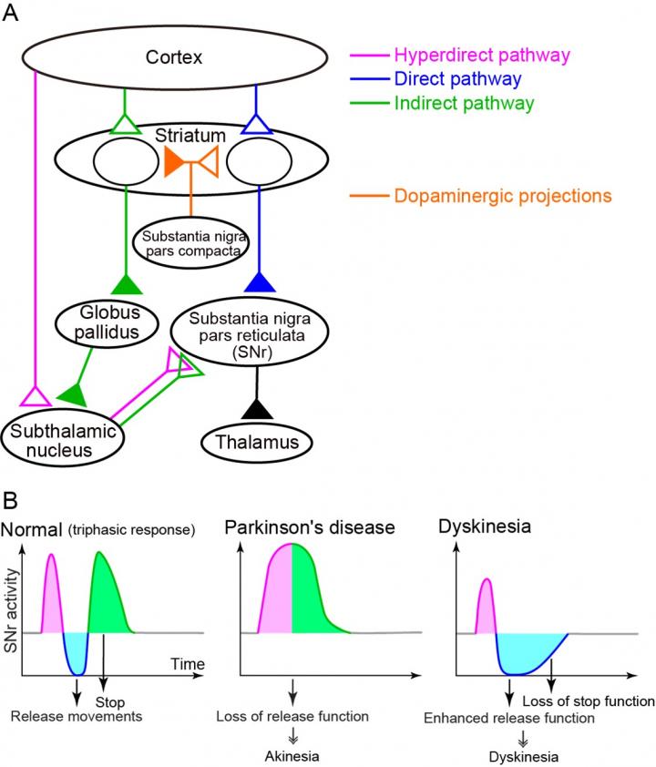 Neuronal circuit of the basal ganglia and changes of response patterns to cortical input in the substantia nigra pars reticulata.