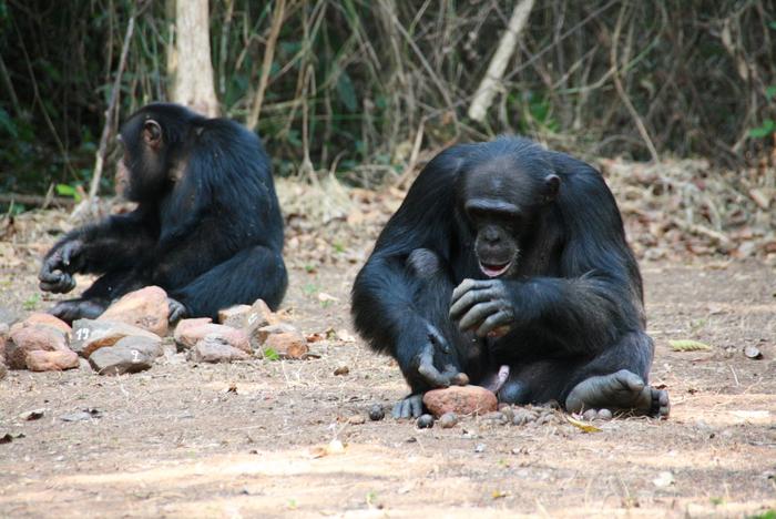 Male chimpanzee cracking nuts 2.