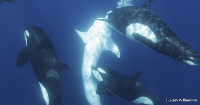 Whale shark brought to surface