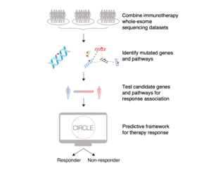 The Cancer Immunotherapy Response CLassifiEr (CIRCLE)