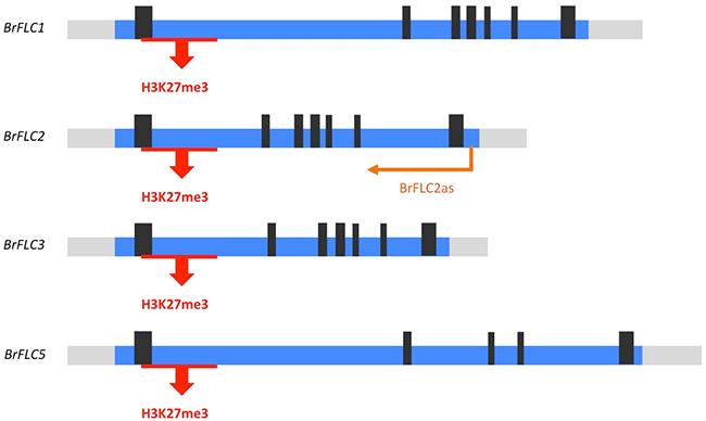 FLC Genetic Locus
