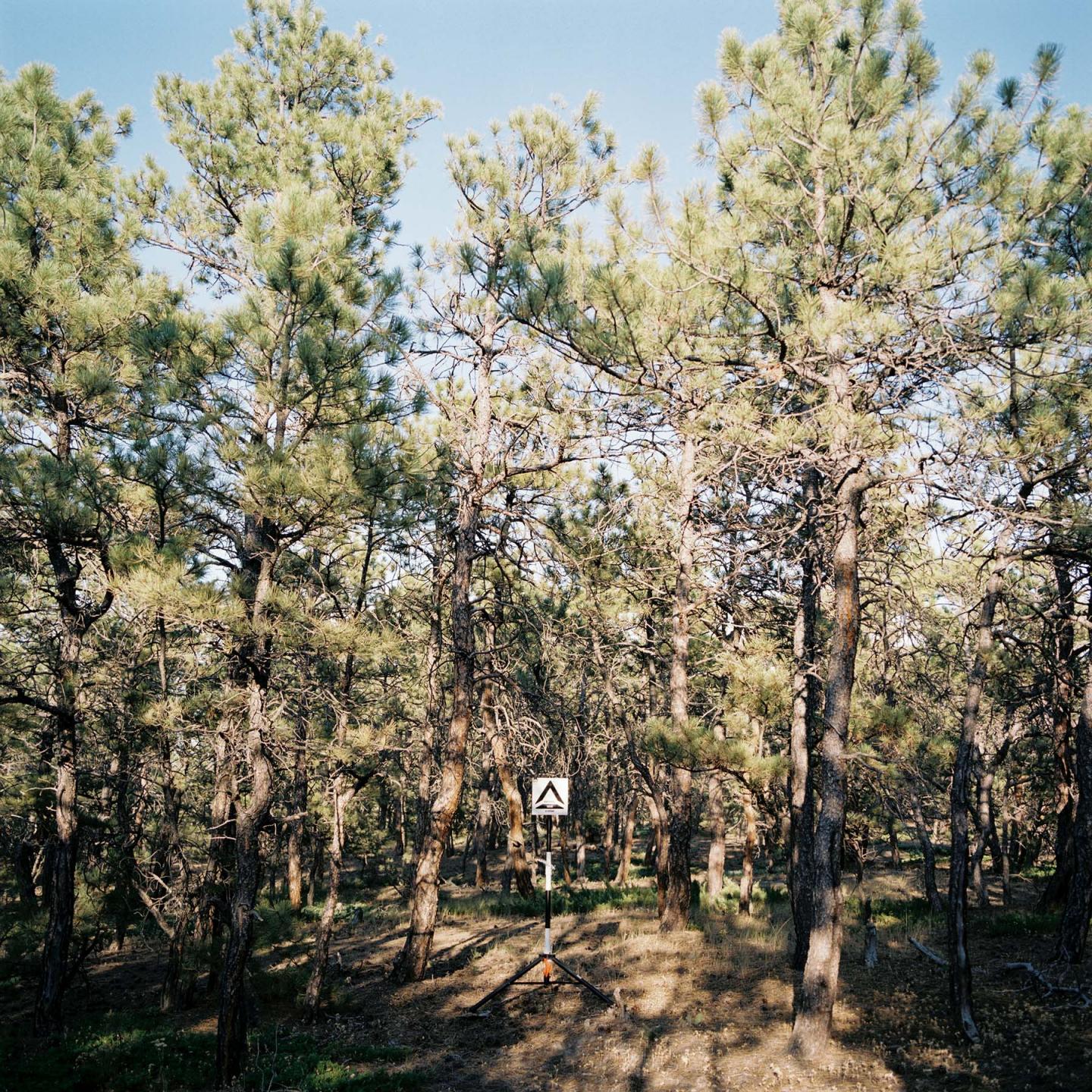 Ponderosa Pine Forest