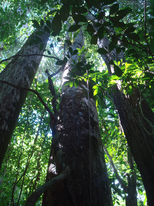 Tropical lowland forest in Barro Colorado Island in Panama