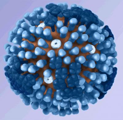 Flu Virus