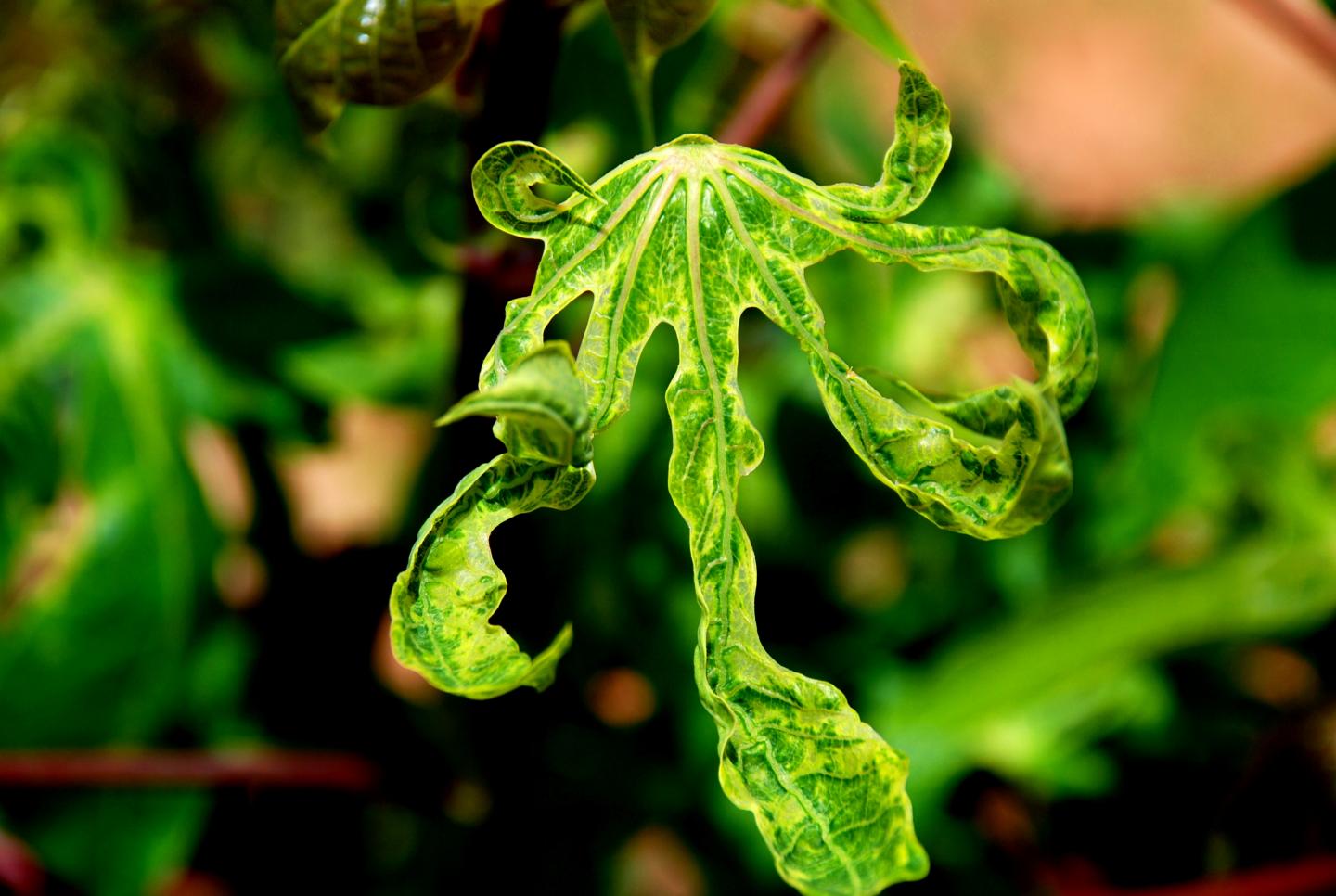 Diseased Cassava Leaf