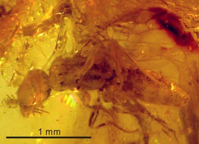 <i>Plumalexius rasnitsyni</i> (1 of 2)