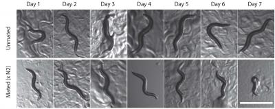 Female Worms Experience Shrinkage and Death after Mating