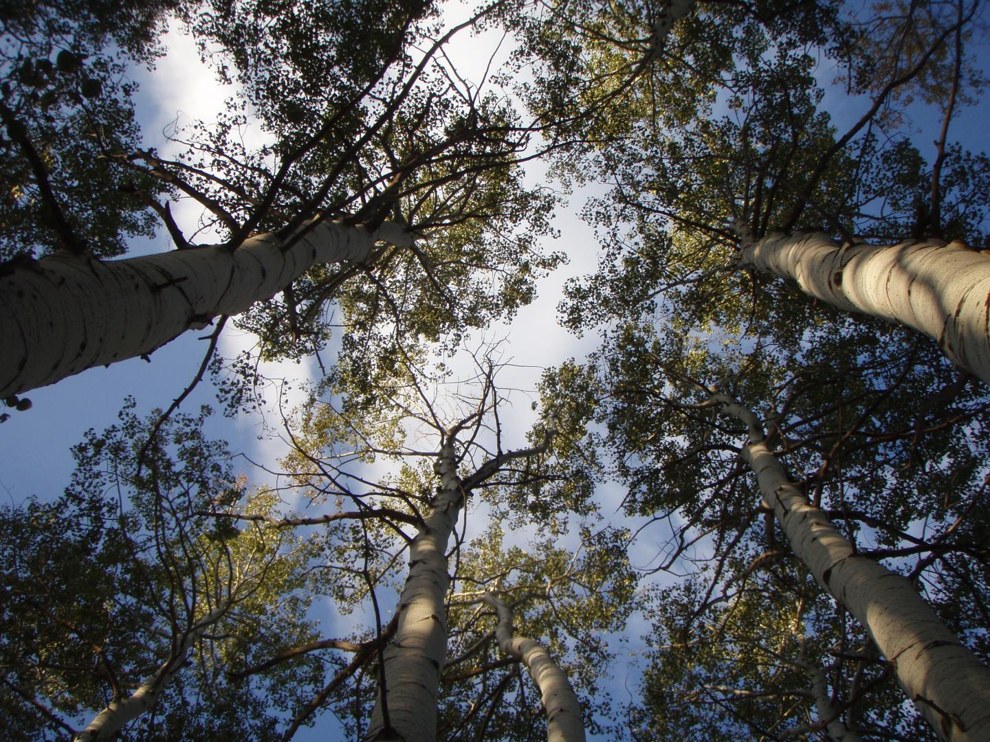 Stressed Forests (2 of 3)