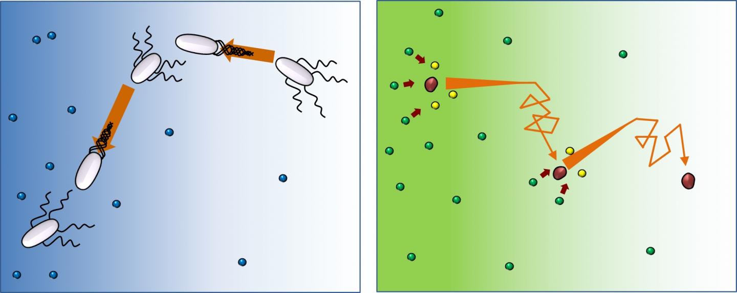 Run-and-Tumble Movement Pattern for Swimming Microorganisms (Left) and Enzymes (Right) (Not To Scale