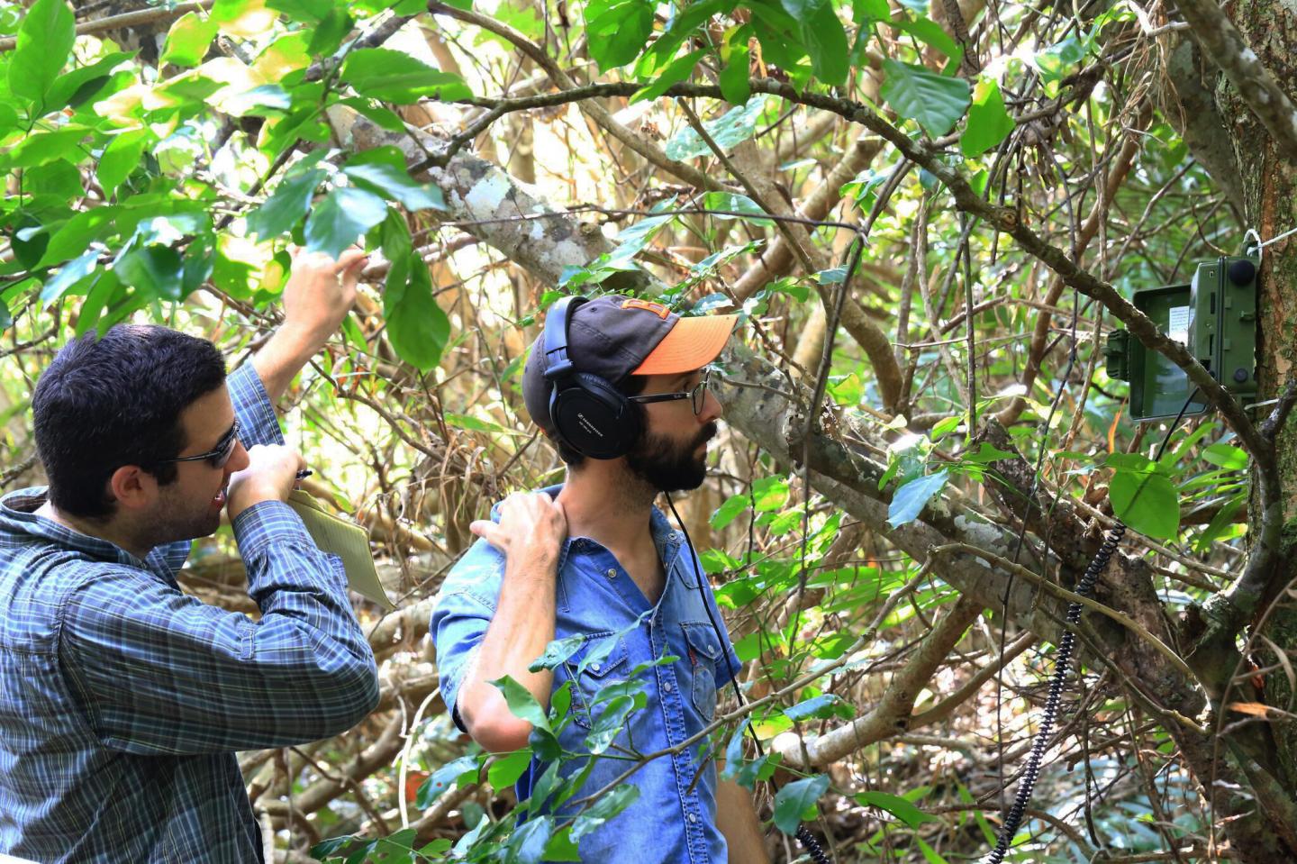 Researchers Unveil New Acoustic Network on Okinawa