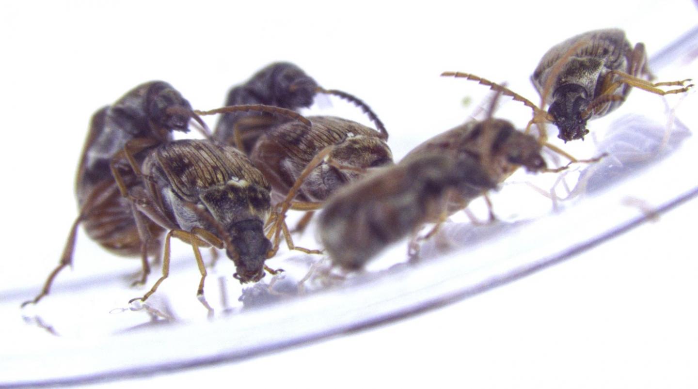 Male Same-Sex Sexual Behavior