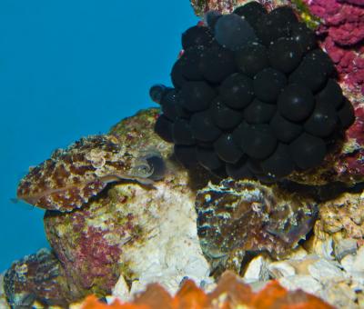 Dwarf Cuttlefish and Egg Cluster