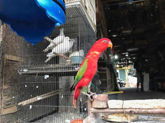 Chattering Lory (Lorius garrulus) in chains and for sale in an Indonesian bird market.