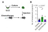 Figure 3. Adoptive transfer of ILC2s accelerates hematopoietic recovery