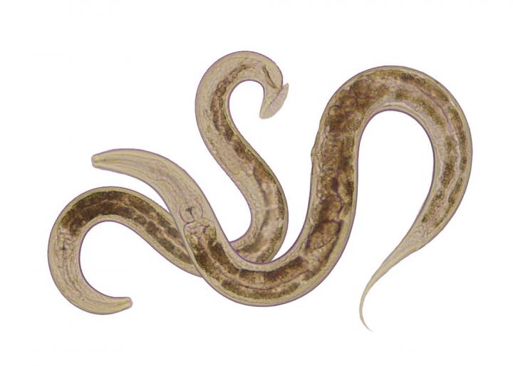Sexual Conflict among Roundworms