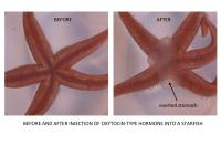Effect of 'Love Hormone' on Starfish