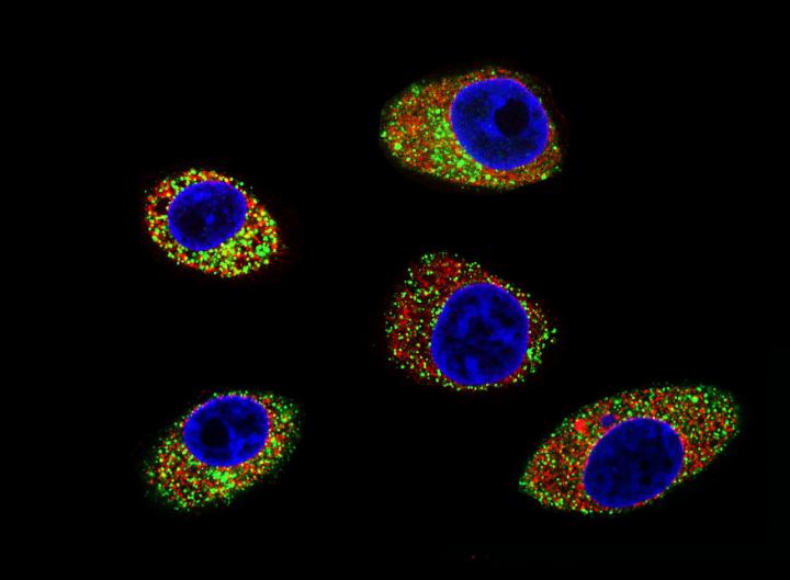 Princeton Hepatitis E Study