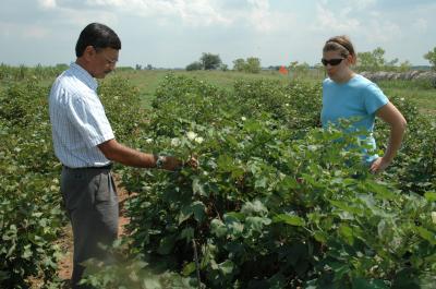Safe Seed: Researchers Yielding Good Results on Food Cotton in Field (1 of 3)