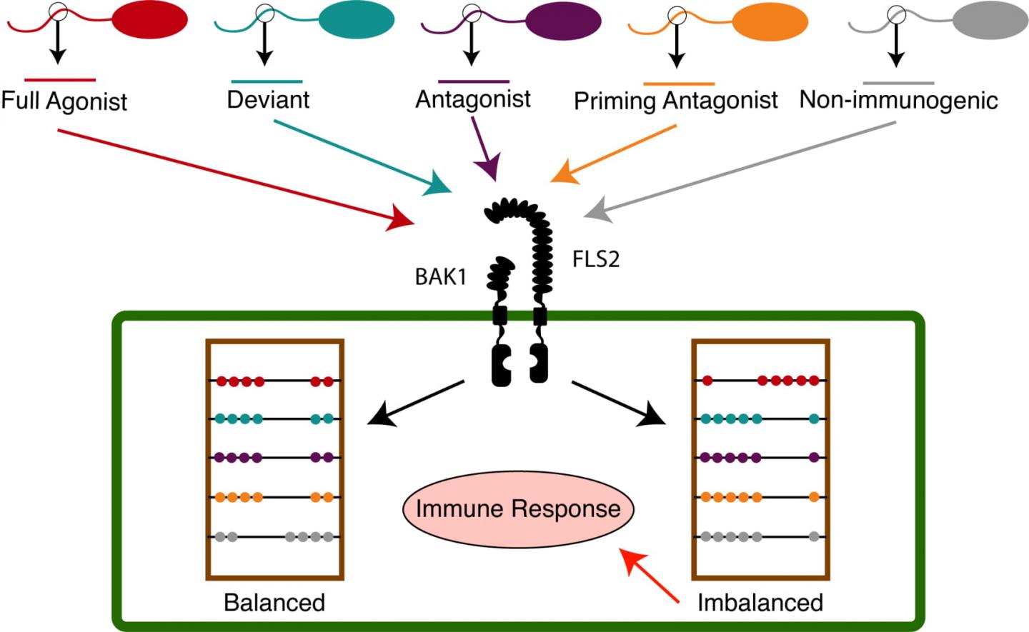 Colaianni et al., Cell Host & Microbe 2021