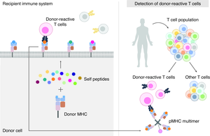 Study pinpoints molecular targets of transplant rejection