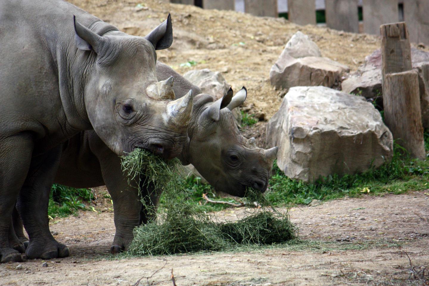 Black Rhinos Eating